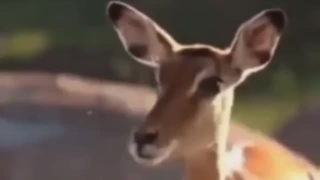 Cute animal behavior makes you happy