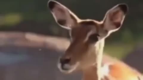 Cute animal behavior makes you happy