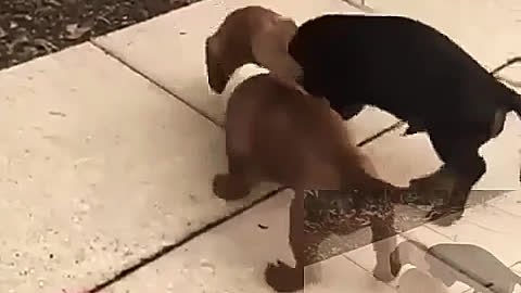 Two dogs fight