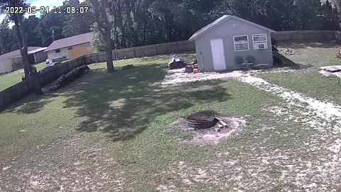 Pup plays Chuckit in backyard with Grandpa. Kitty Jack drops in over the fence!