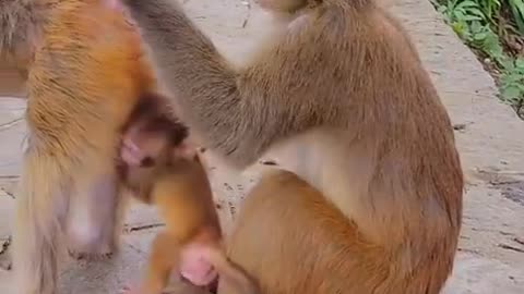 Funny monkey videos.