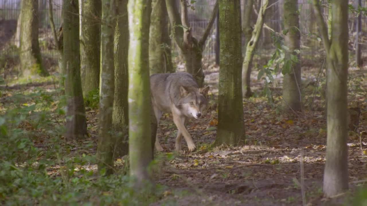 Really, this wolf is terrifying when it walks