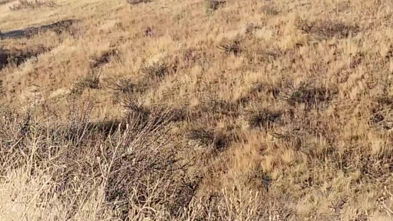 We were hunting Elk and saw this!