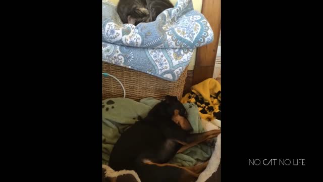 Funny Animal Videos Part 4