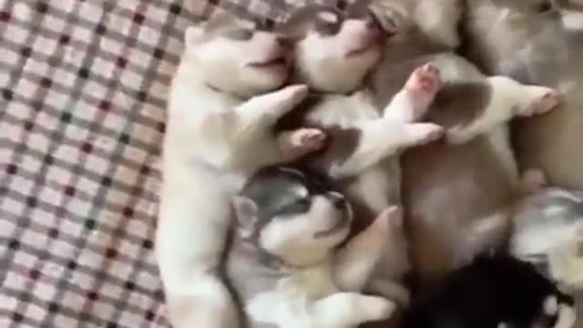 Funny and Cute Husky Puppies Compilation 2020 - Cutest Husky #04