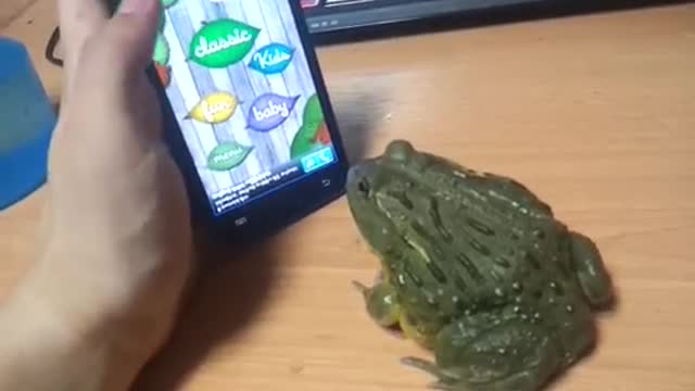 ohhh my frog