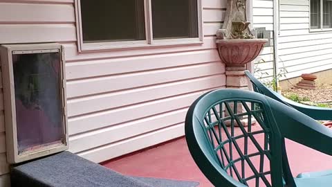 First Day in the Back Yard