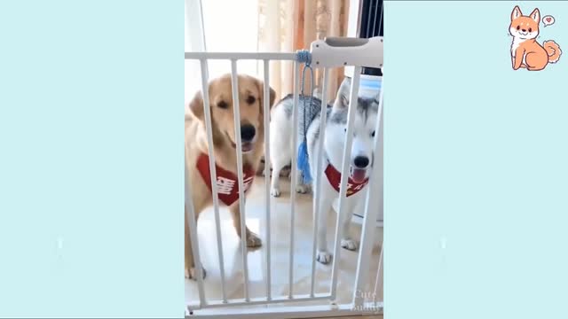 Funny Dog Videos 🥰😊🤣