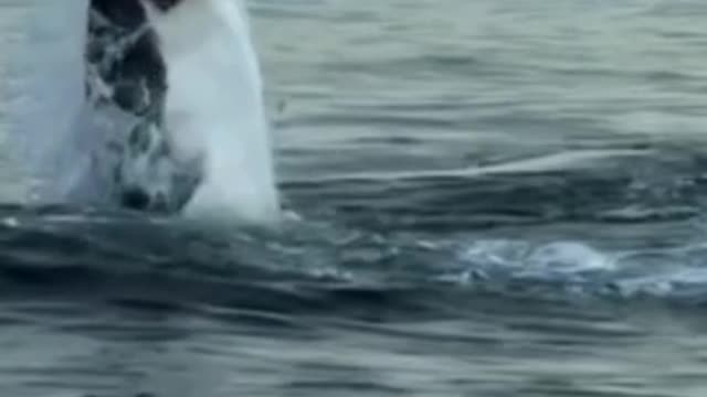 Shark