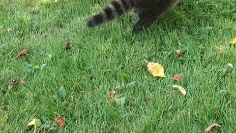 Raccoon babies getting outdoors exercise