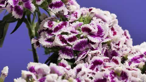 Purple and white flowers