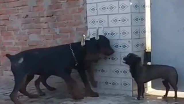 Funny and cute dogs, in love with dogs and cats and animals.