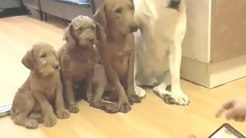 Funny dogs 🐕🤣🤣🤣