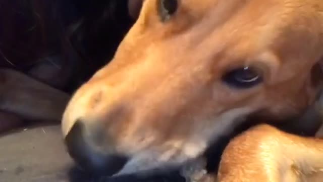 Girl hugging brown dog telling her she loves it as it chews on toy bone