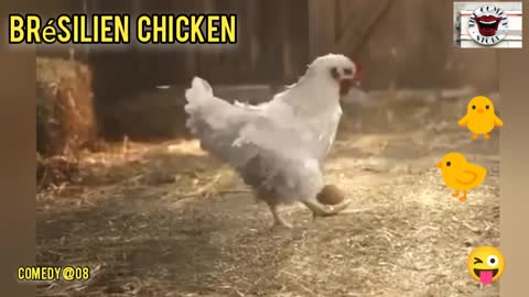 Chicken Brésilien 🤣🐥🤣🐣