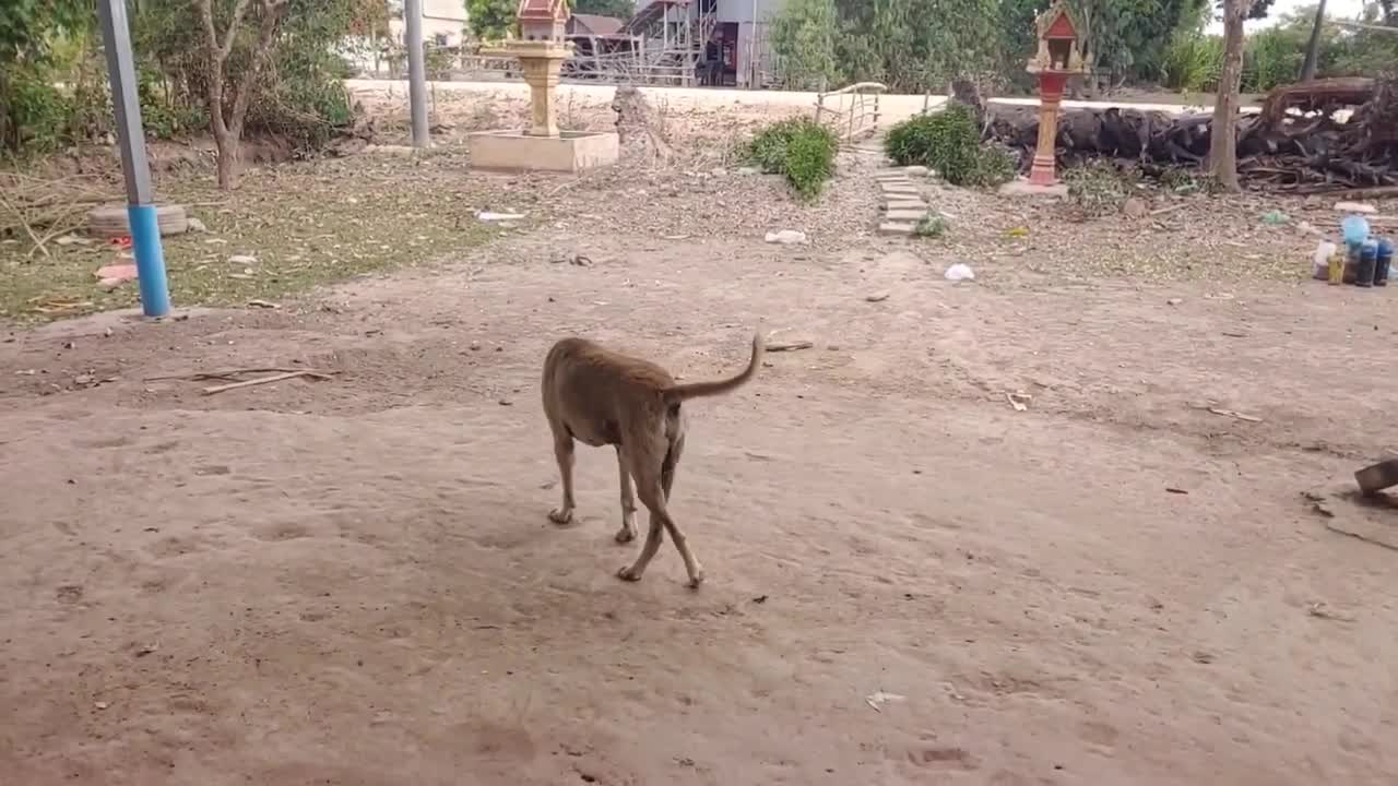 Dog goes to attack to 🐅🤣