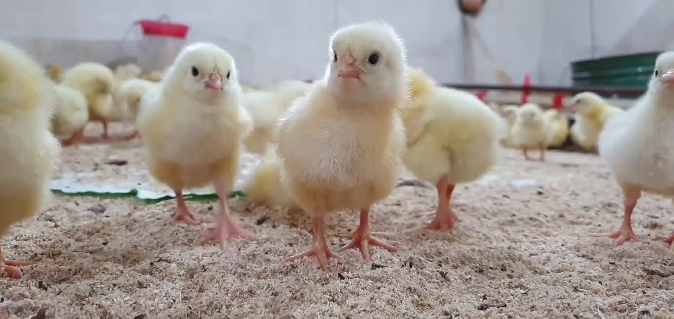 Video Of Chicks In Poutlry