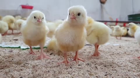 Video Of Chicks In Poutlry