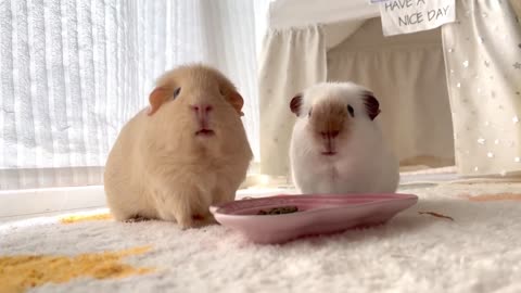 Have you ever seen a guinea pig chewing seriously?