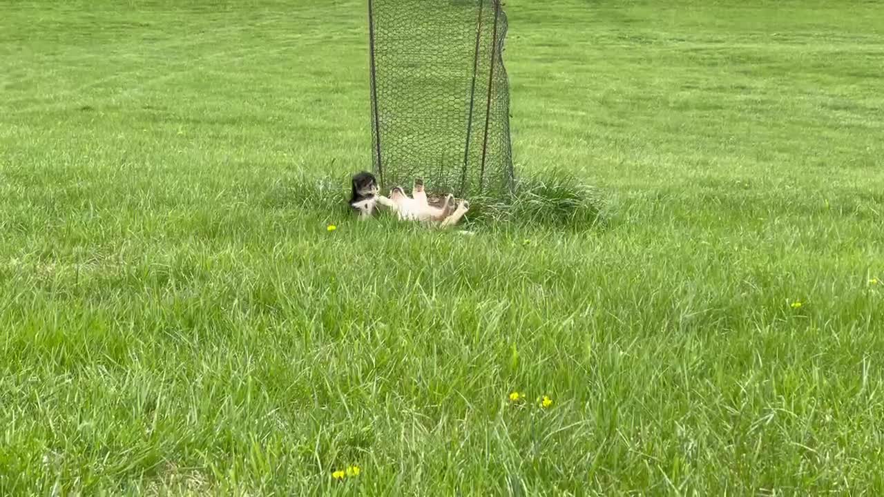 9 week golden retriever and 8 week Coton de Tulear play