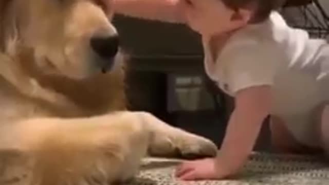 Funny pet 🐕 dog