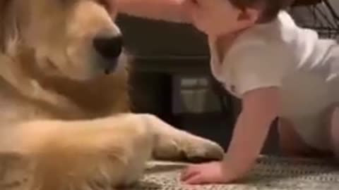 Funny pet 🐕 dog