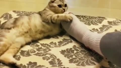 Funny moments of small animals