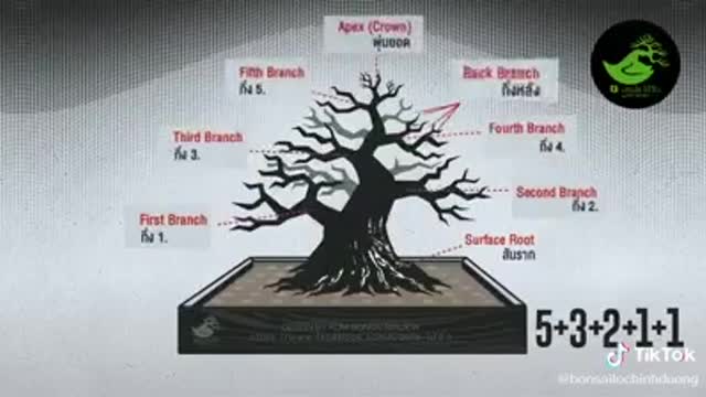 Bonsai beautiful