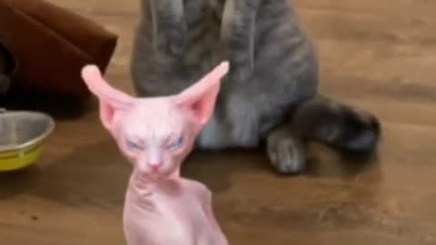 Sphynx Cat Dance