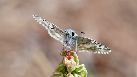 A white monarch feeding on a flower