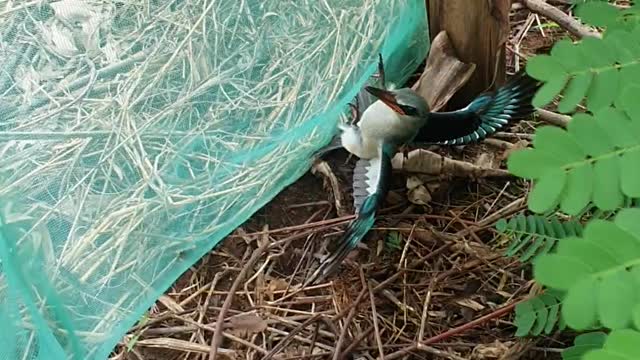 Adorable bird feels trapped.