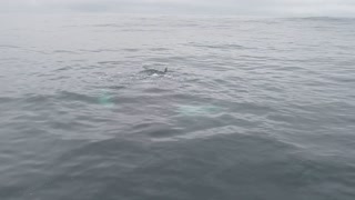 Humpback says "Hello" in Iceland