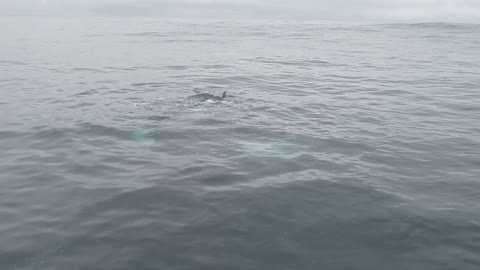 Humpback says "Hello" in Iceland