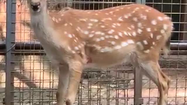 Sika Deer eating food