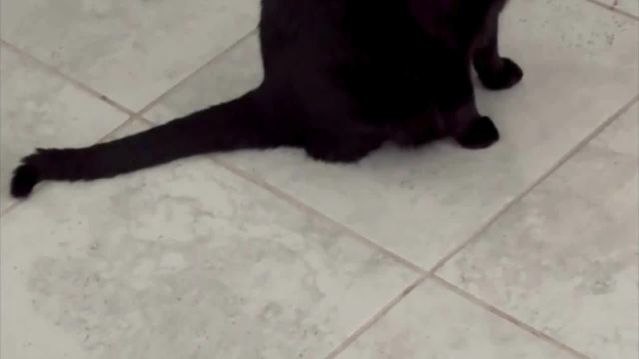 Cute Precious Piper Guards the Downstairs Office - Adopting a Cat from a Shelter Vlog #shorts