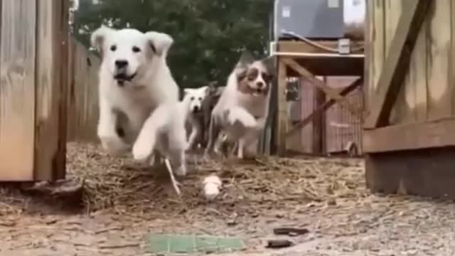 Funny Cats | Funny Animalsš¤£