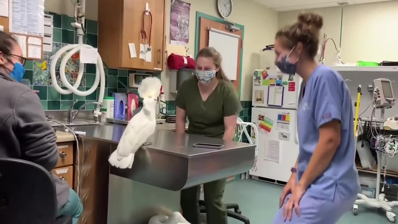 A male umbrella cockatoo socializing with Vet Hospital Staff!