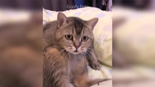 Very funny dog and cat reaction to cutting cake