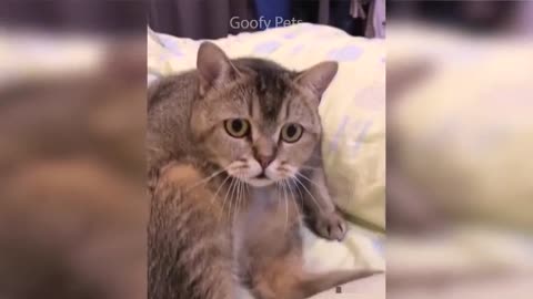 Very funny dog and cat reaction to cutting cake