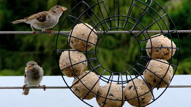 Little bird eating breakfast