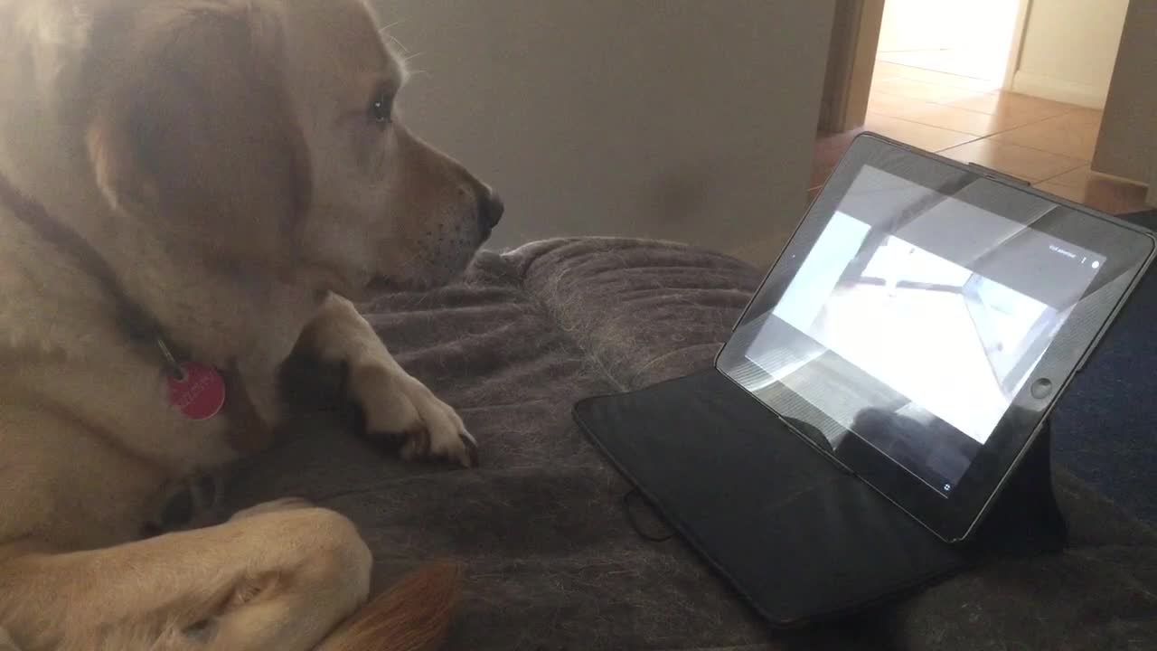 Dog Loves Watching Dogs on iPad