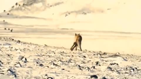 Wild Animals Surrounds Its Prey So It Can't Escape