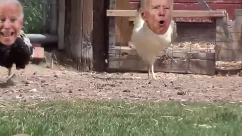 Joe Biden on the loose