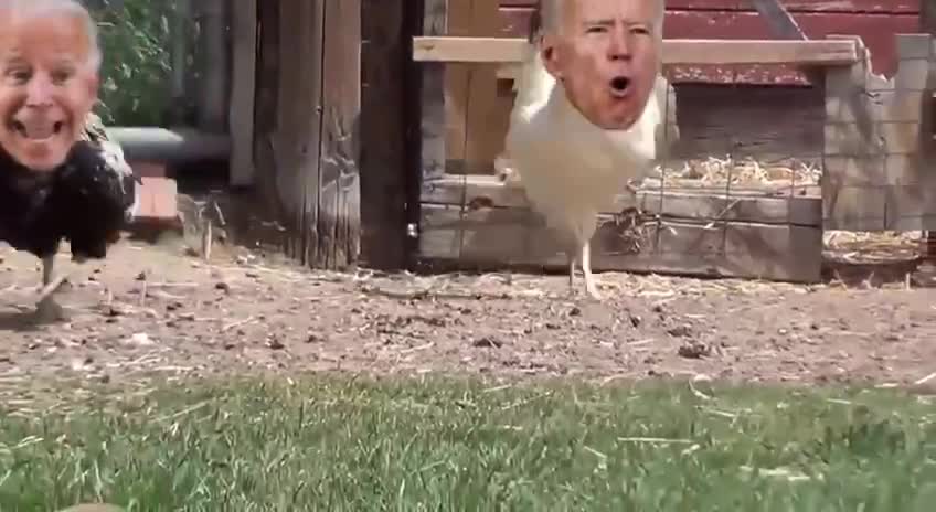 Joe Biden on the loose