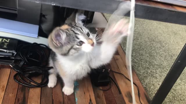 Playful cute kitten2