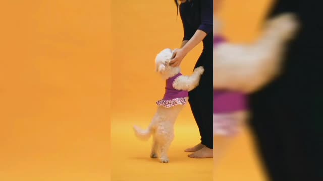 Funny dogs | cute dogs videos