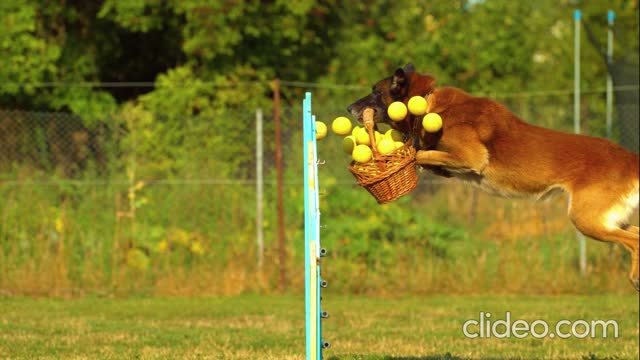 Basket for Dog Balls Jumping with a Border Collie is a lot of fun