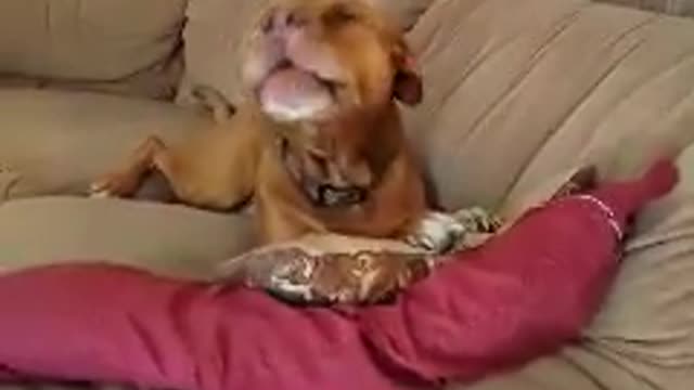 Dog Successfully Sings Along To 'Old MacDonald Had A Farm'