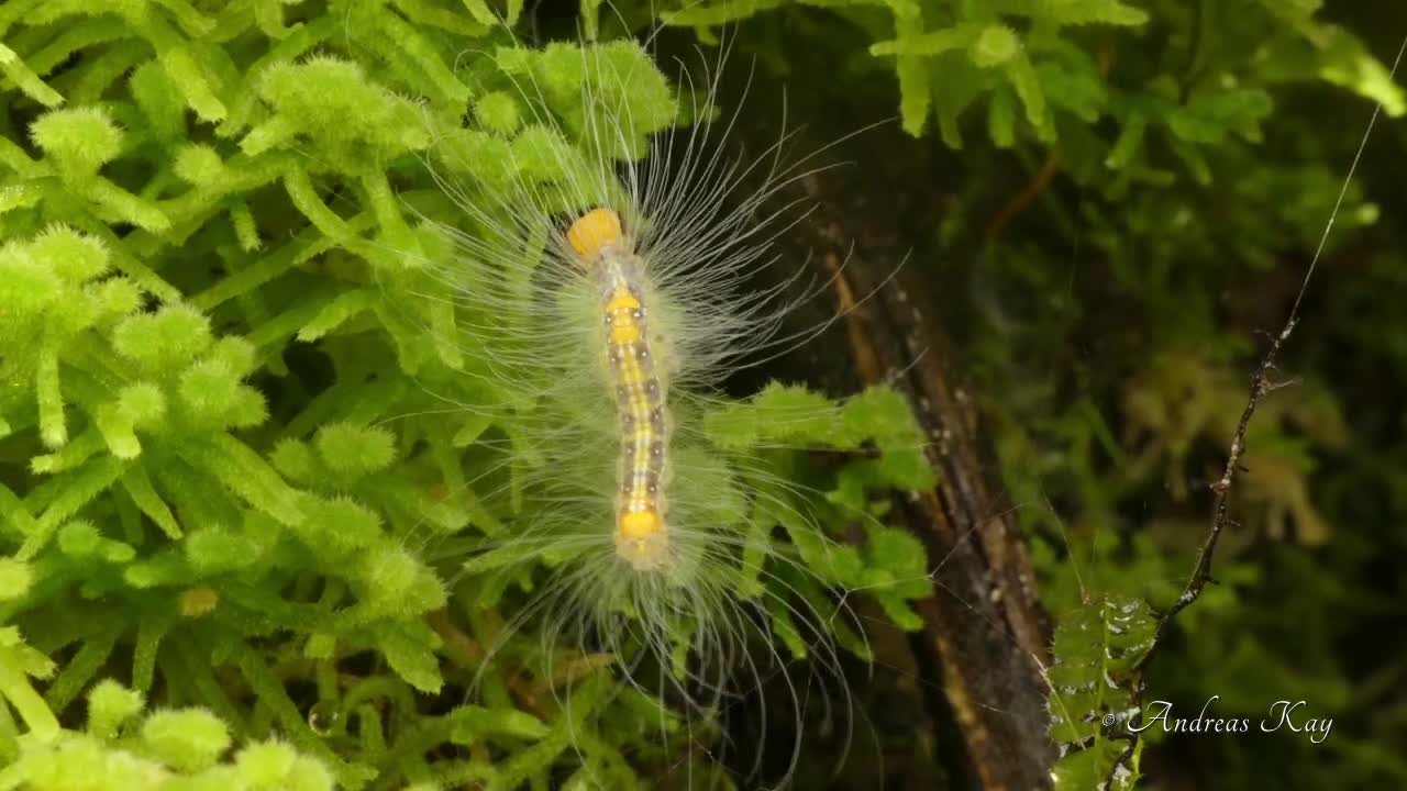 Long-haired caterpillar in Amazon rainforest of Ecuador