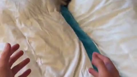 Puppy Isn't Ready to Wake Up Yet